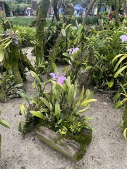 Cattleya trianae