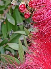 Hylaeus