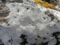 Pertusaria corallina