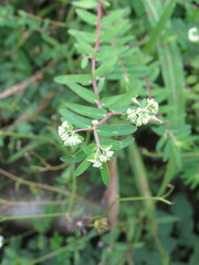 Euphorbia lasiocarpa