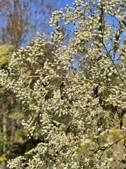 Eupatorium perfoliatum