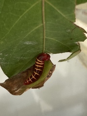 Nascus phocus