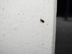 Cicindelinae
