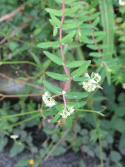 Euphorbia lasiocarpa