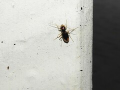 Cicindelinae