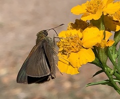Euphyes vestris