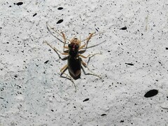 Cicindelinae