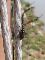 Lagria villosa