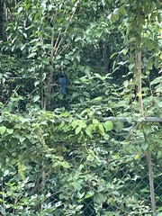 Cyanocorax yucatanicus