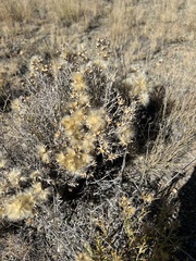 Tetradymia canescens