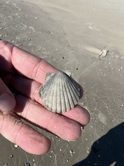 Argopecten irradians