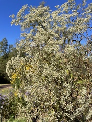 Eupatorium perfoliatum