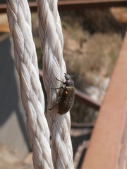 Lagria villosa