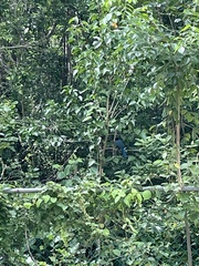 Cyanocorax yucatanicus