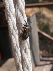 Lagria villosa