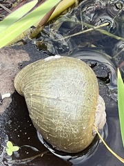 Pomacea paludosa