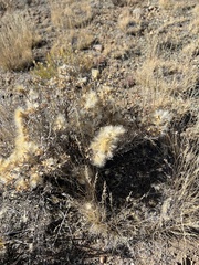 Tetradymia canescens
