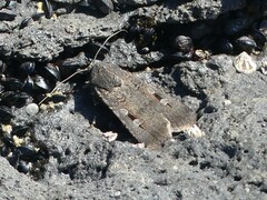 Agrotis infusa