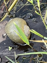 Pomacea paludosa