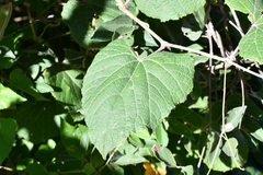 Vitis tiliifolia