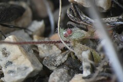 Draba verna
