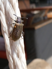 Lagria villosa