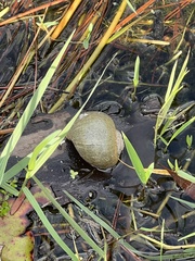 Pomacea paludosa