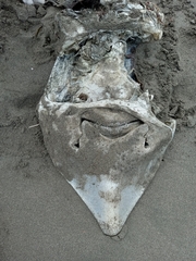 Beringraja binoculata