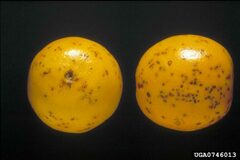 Pinta-preta (Phyllosticta citricarpa)