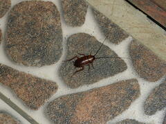 Periplaneta americana