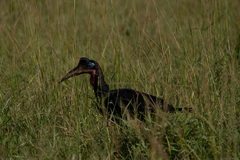 Bucorvus abyssinicus
