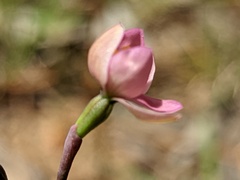 Thelymitra carnea