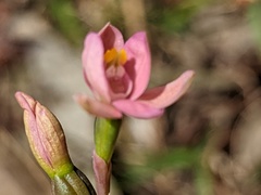 Thelymitra carnea