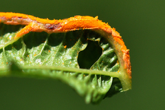 Puccinia urticata