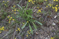 Senecio integerrimus