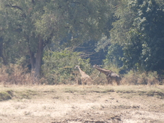 Giraffa camelopardalis thornicrofti