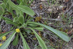 Senecio integerrimus