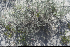 Astragalus magdalenae