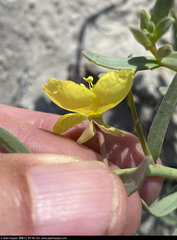 Eulobus crassifolius