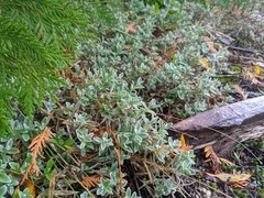 Cerastium tomentosum