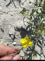 Eulobus crassifolius