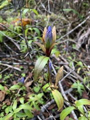 Gentiana sceptrum