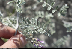 Astragalus magdalenae