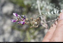Astragalus magdalenae
