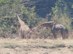 Giraffa camelopardalis thornicrofti