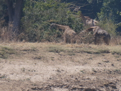 Giraffa camelopardalis thornicrofti