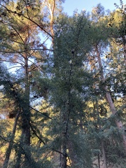 Cupressus sempervirens