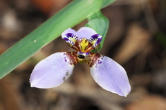 Trimezia coerulea