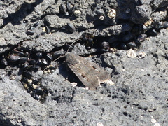 Agrotis infusa