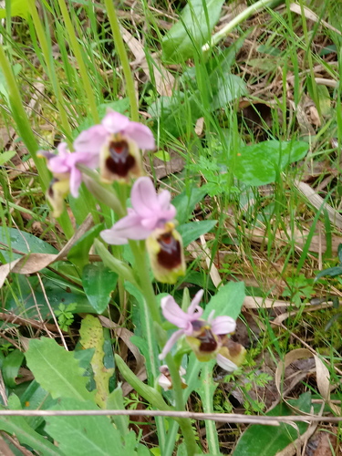 Ophrys tenthredinifera subsp. tenthredinifera image